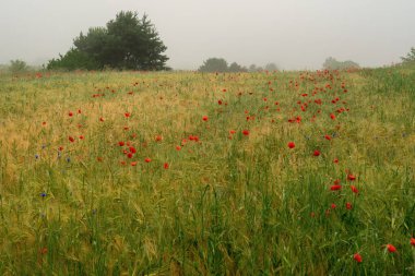 Tarladaki güzel çiçekler