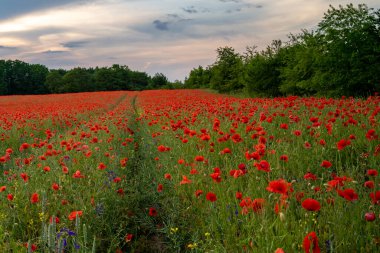 Haşhaş tarlasında kırmızı gelincikler.
