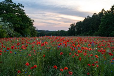Akşam ışığında kırmızı haşhaş tarlası