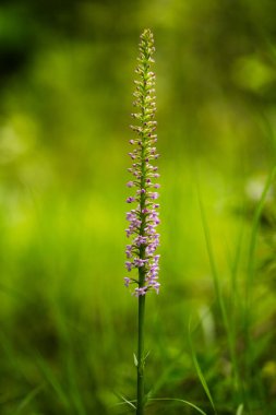 Ormanda güzel mor çiçekler