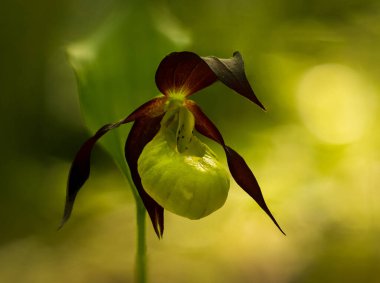 Bahçedeki güzel orkide