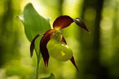Bahçedeki orkide çiçekleri