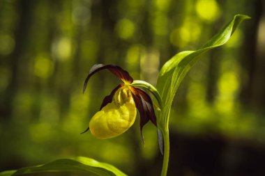 Ormanda sarı orkide