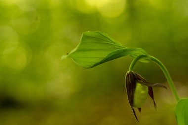 Bahçedeki güzel çiçekler