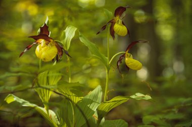 Yazın vahşi orkidenin sarı çiçekleri