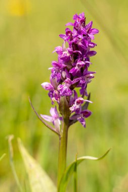 Güzel orkide, orkide çiçeği. Yaklaş.