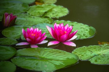 Bahçedeki güzel nilüfer çiçeği