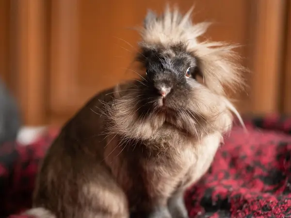 Kobay, domuz, kobay.