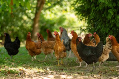 Avluda bir grup tavuk.