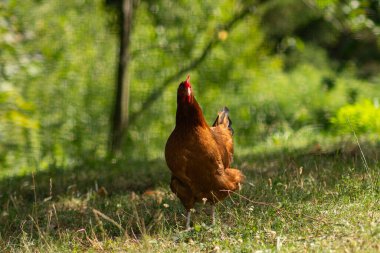 Yeşil otlu kırmızı horoz. Horoz bir horozdur. Yeni yılın sembolüdür. Horoz, horoz, horoz.