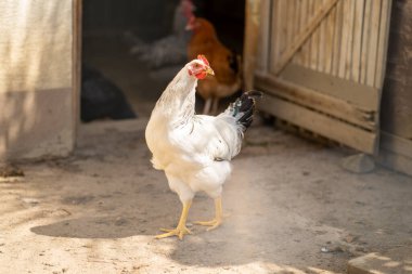 Çiftlikte tavuklu tavuk