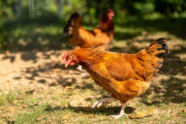 Çimlerin üzerinde horoz