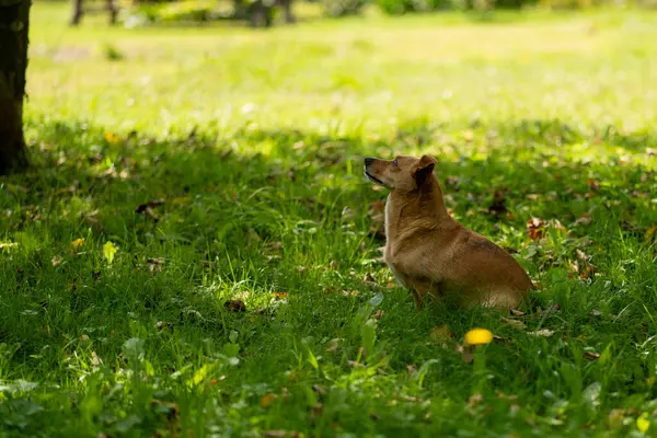 Kızıl tilki ormanda parkta yürüyor..