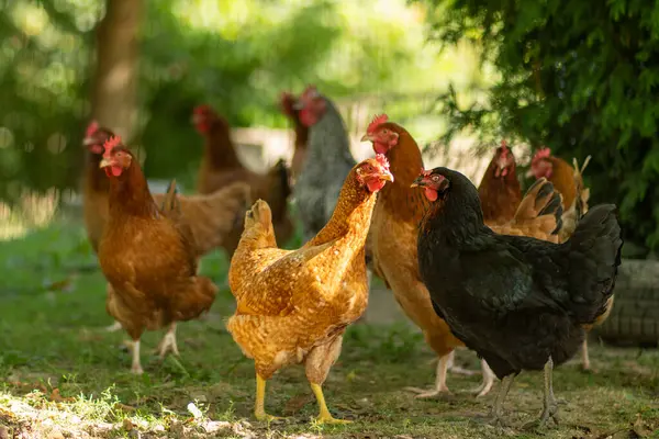 Çiftlikte tavuklar, kırsalda bir çiftlikte tavuklar.