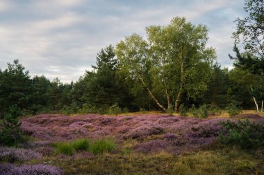 Hollanda 'daki funda ve fundalık çiçekleri