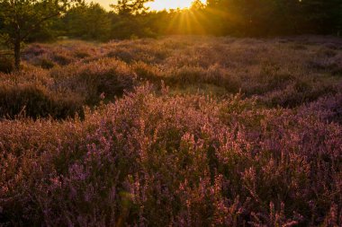 bir alanda güzel gün batımı