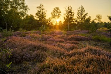 Hollanda 'da renkli fundalık çiçekleriyle güzel bir yaz manzarası