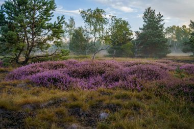 Heather, Hollanda 'daki Heather Ormanı' nda, Velheather 'da. Heather Velheather Ulusal Parkı, Heather Heather Ormanı, Heather. heather