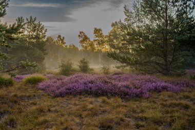 Heather Ormanı 'ndaki güzel Heather ve Heather. Kenevir ulusal ormanında pembe fundaları ve fundaları olan bir orman. Hollanda ve Avrupa 'da. Hollanda Avrupa 'sı.