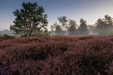Hollanda 'daki Heather ve Heather' ın güzel manzarası. Hollanda 'da fundalık