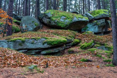 Sonbaharda güzel bir orman