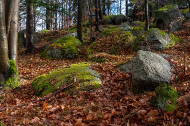 Karpat ormanlarının dağlarında sonbahar ormanı, taşlarla kaplı bir orman. Karpat Dağlarının güzel sonbahar manzarası