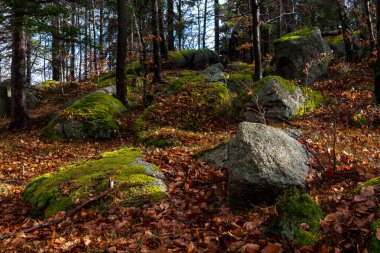 Ormanda renkli ağaçlarla dolu güzel bir sonbahar manzarası