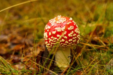 Sonbahar ormanında kızıl mantar mantarı. yüksek kaliteli fotoğraf