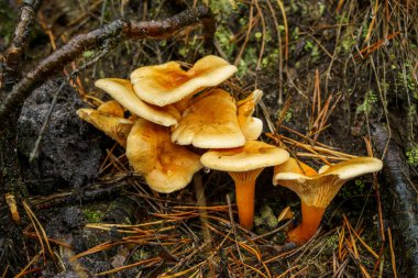 Mantarların yakın plan çekimi güneş ışığında bir ormanda ağaçta yetişiyor.