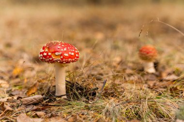 Ormanda mantar, mantar