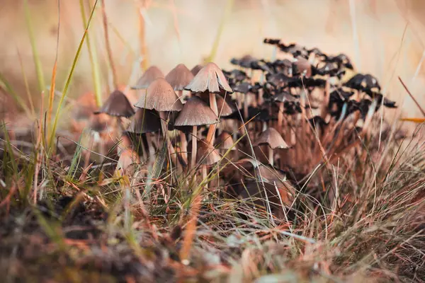 Ormanda bir grup mantar