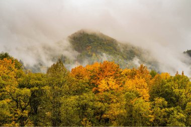 Ağaçlar ve ormanlarla dolu güzel sonbahar manzarası