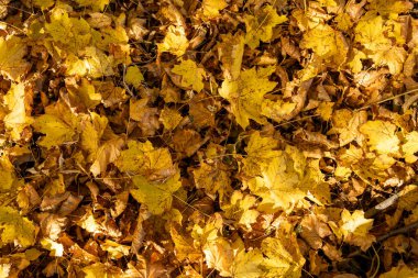 Sonbahar yapraklarının arkaplanı