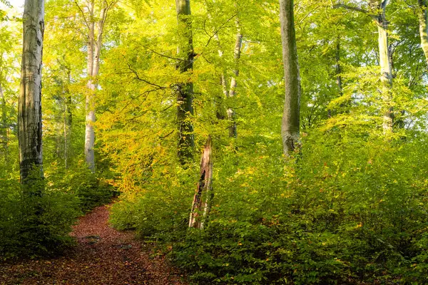 Sonbaharda orman yolu