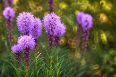 Parktaki güzel çiçekler.