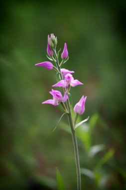 Bahçedeki güzel pembe çiçek