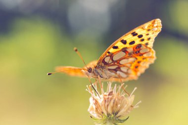 Çiçekteki kelebek, Flora