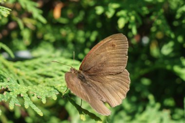 kahverengi kelebek bir bitkinin üzerinde oturuyor.