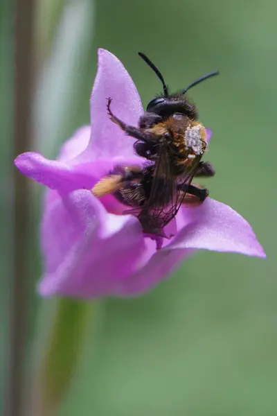 yeşil arka planda mor böcek