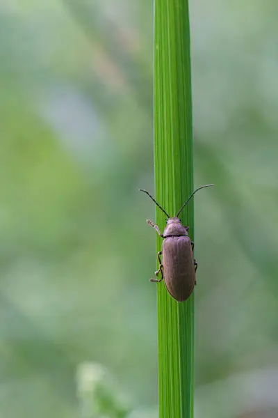 Çimlerin üzerindeki yeşil bir böceğin seçici odağı.