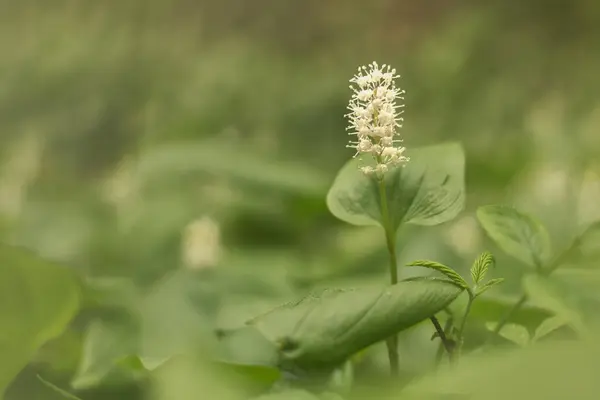 Bahçedeki beyaz çiçek