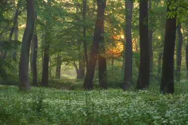 Sabah güneşi yeşil ormanda ön planda ağaçlarla parıldıyor.