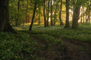 Parkta güneşin doğuşu, yabani sarımsağın arasında