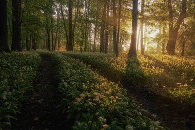 Parkta güneşin doğuşu, yabani sarımsağın arasında