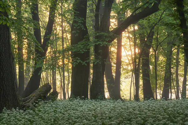 Ormanda güzel bahar çiçekleri