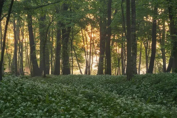 Ormanda güzel bir sabah güneşi doğuyor. bahar manzarası