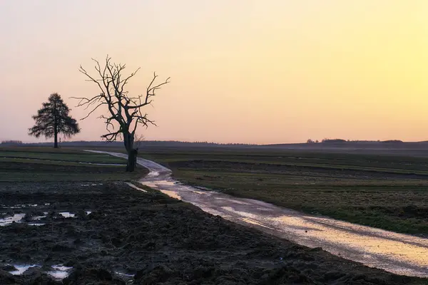        Kurumuş ağaçlı tarlaların arasında bir yol.                        