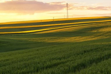 Sahanın üzerinde güzel bir gün batımı ve arka planda yeşil çimenler.