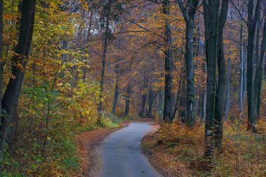 Ormanların arasında dolambaçlı yol        
