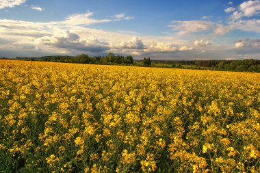 Sarı tecavüz sahası ve mavi bulutlu gökyüzü